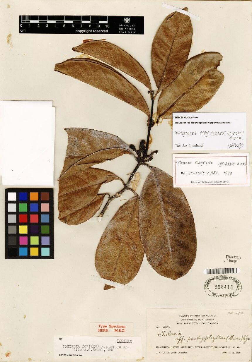 Tontelea mauritioides — search result for 'Tontelea'
