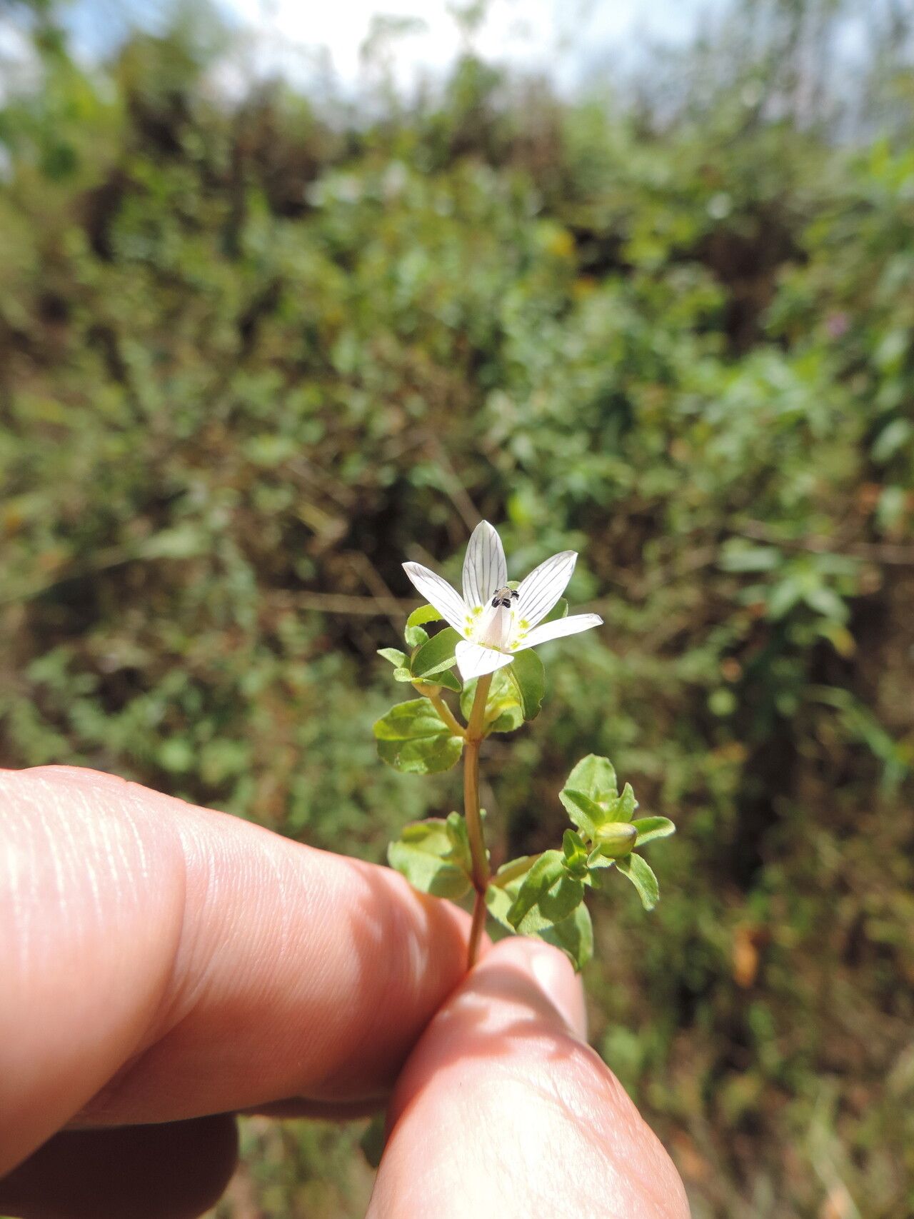 Swertia brownii flower