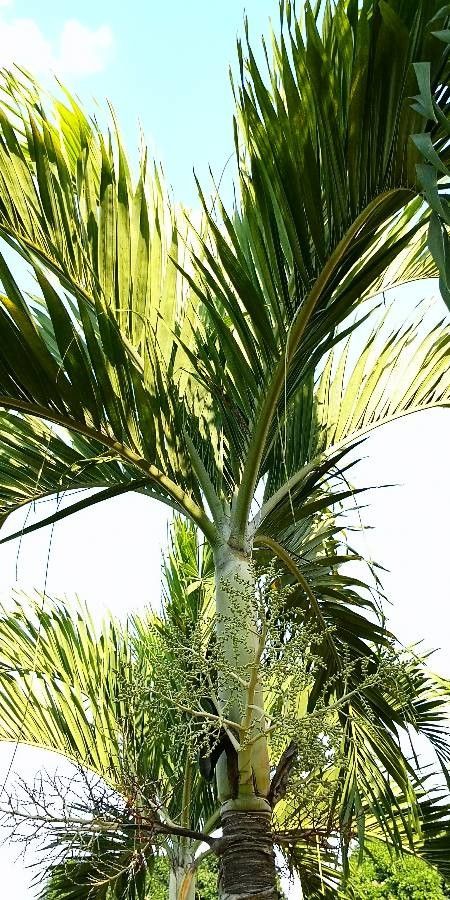 Adonidia merrillii — salt tolerant houseplant