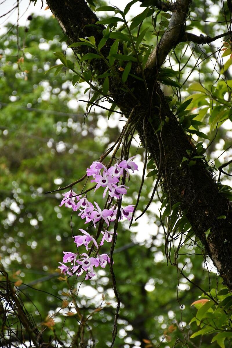 Dendrobium lituiflorum habit