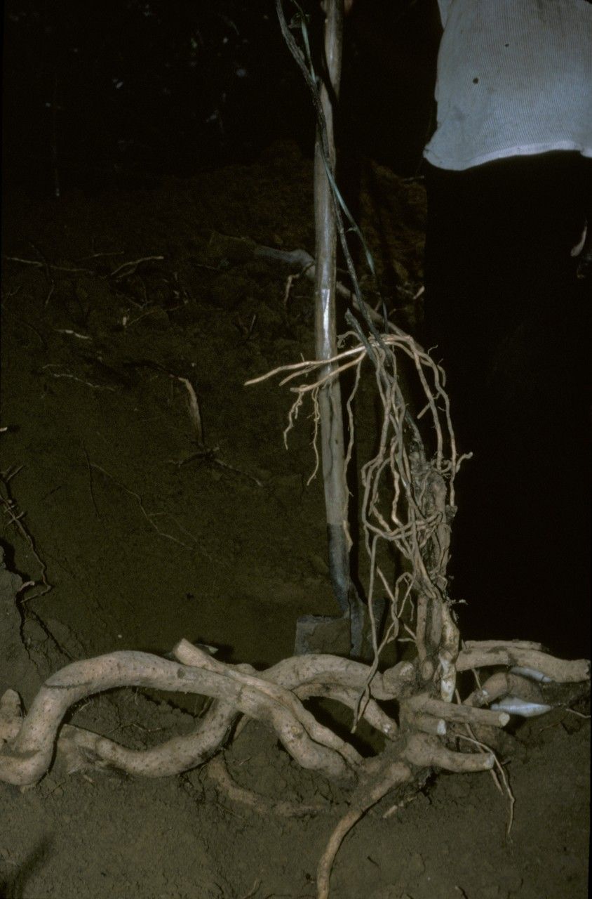 Dioscorea preussii — search result for 'Dioscorea'