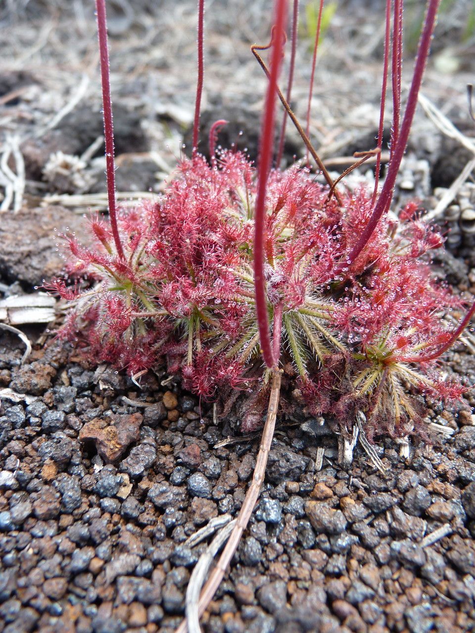 Drosera neocaledonica habit