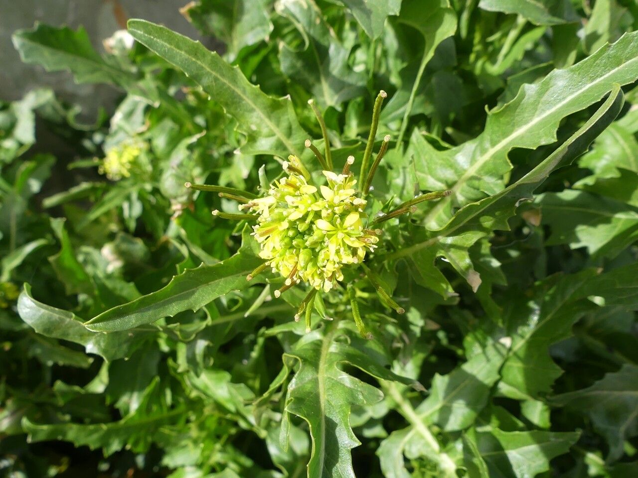 Sisymbrium irio flower