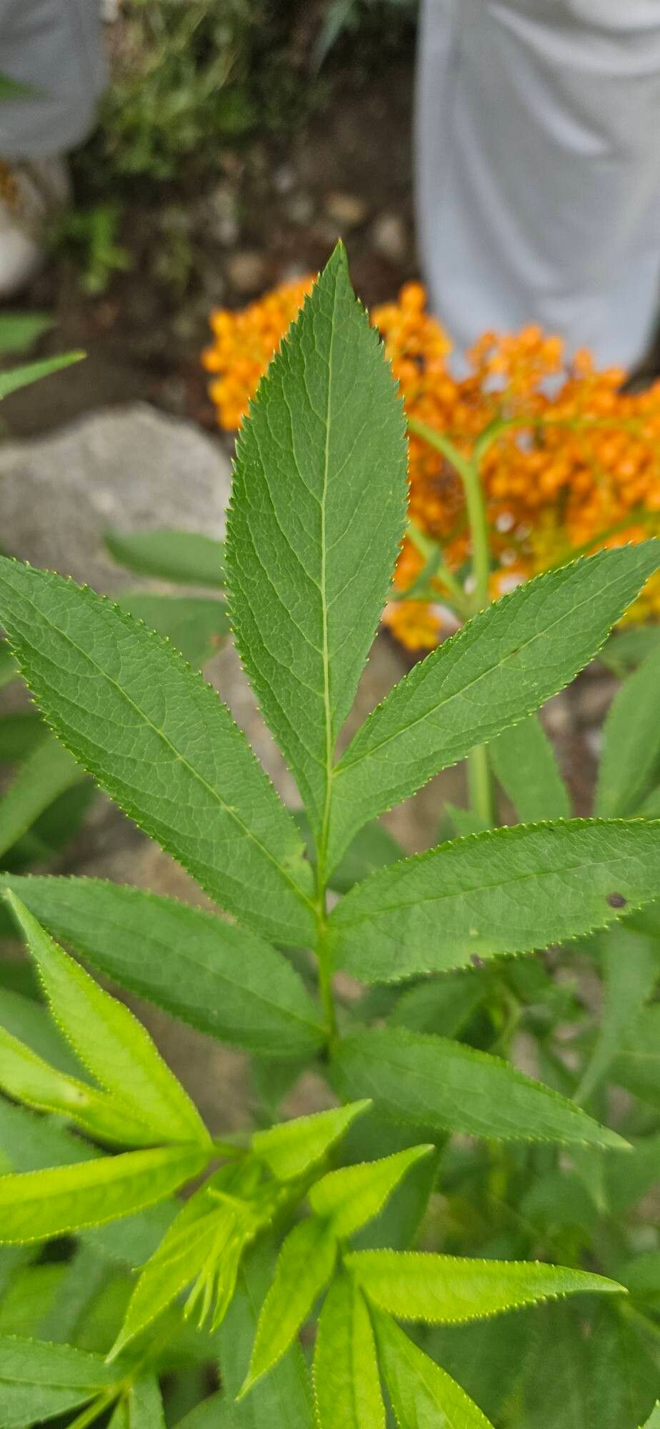 Sambucus wightiana — houseplant care guide