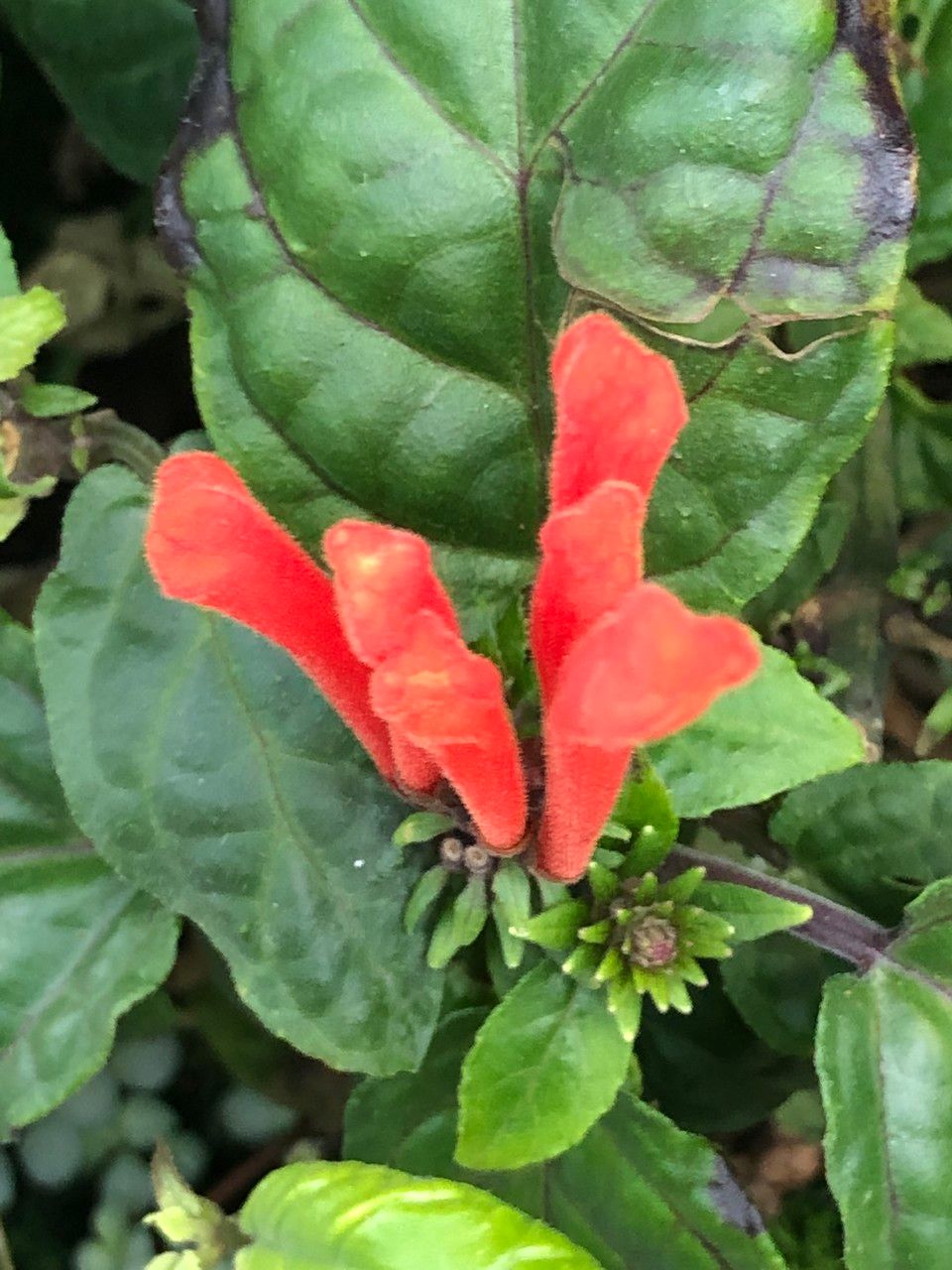 Scutellaria costaricana — search result for 'Panama'