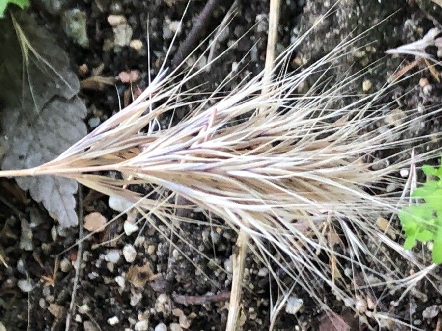 Lactuca plumieri fruit