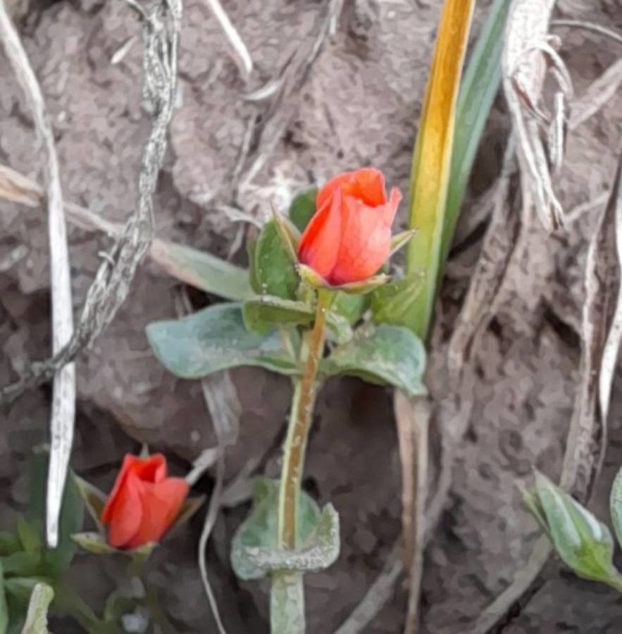 Lysimachia arvensis flower