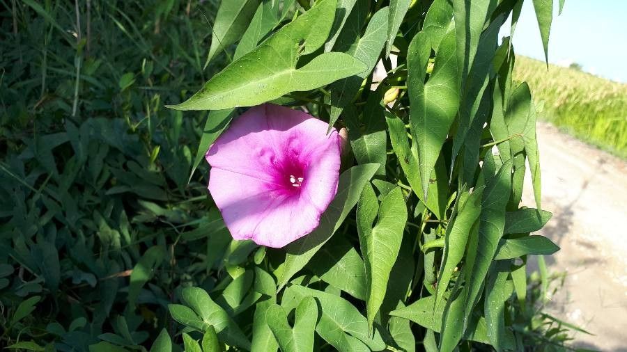 Ipomoea sagittata leaf