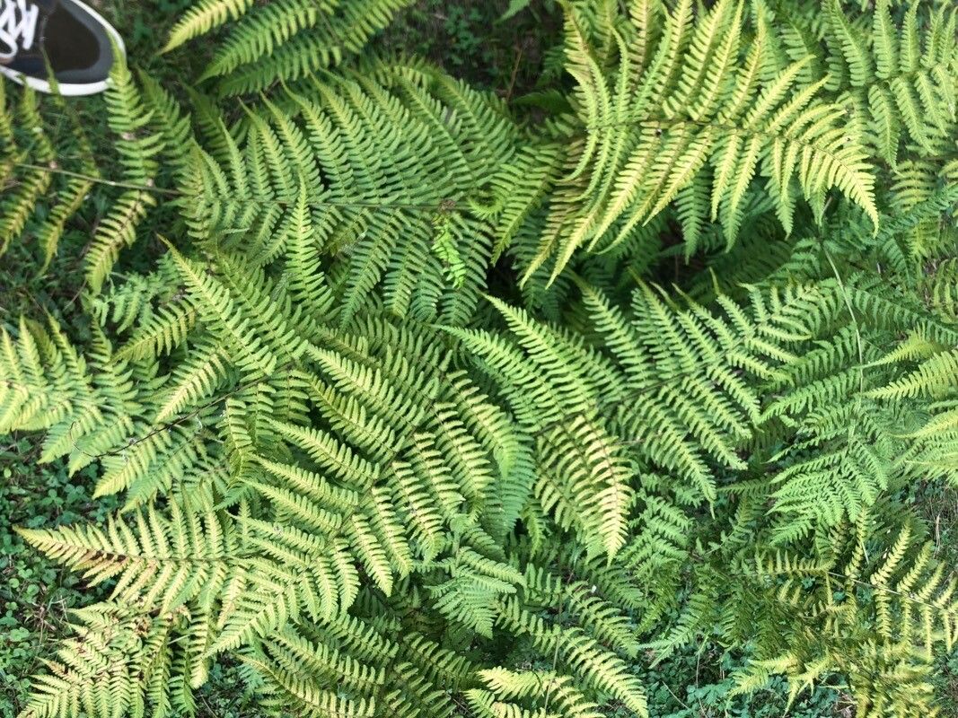 Thelypteris formosa — search result for 'Thelypteris'