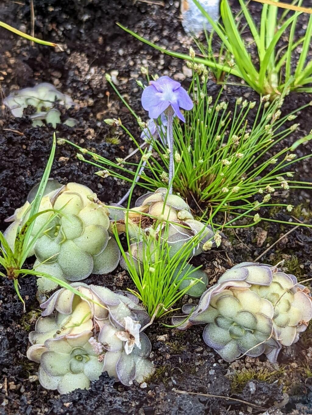 Pinguicula cyclosecta habit