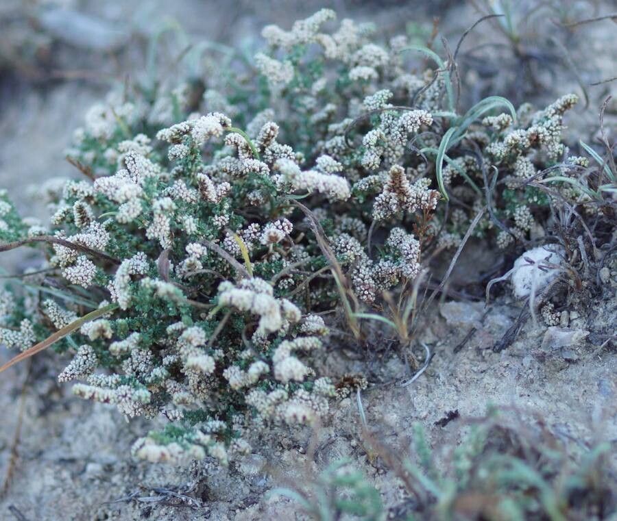 Herniaria fruticosa flower