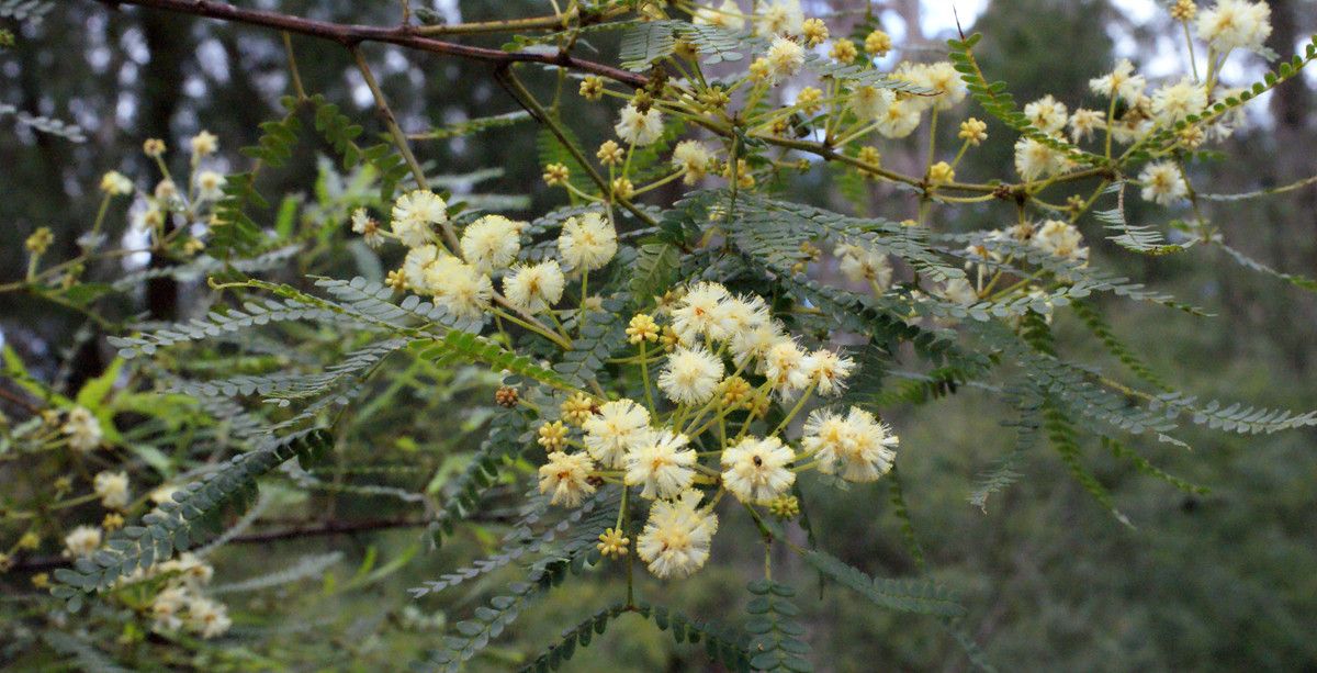 Acacia pentadenia flower
