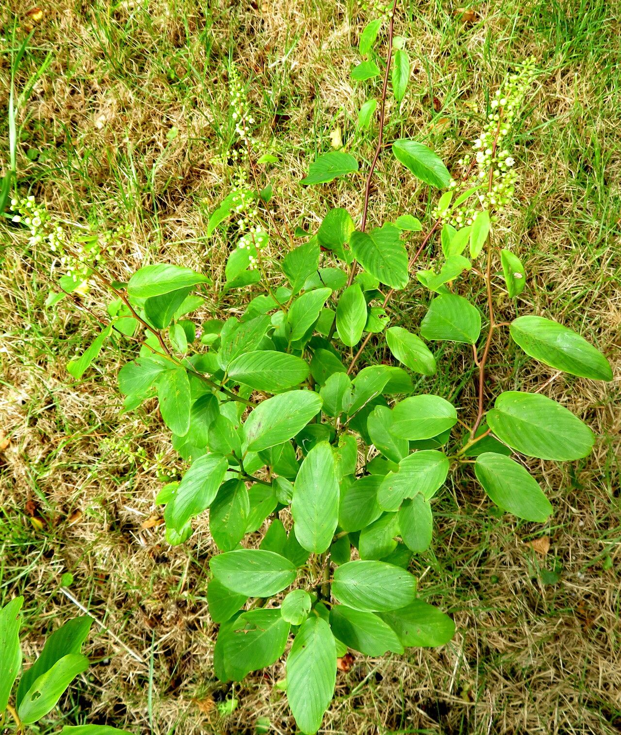 Berchemia kulingensis habit