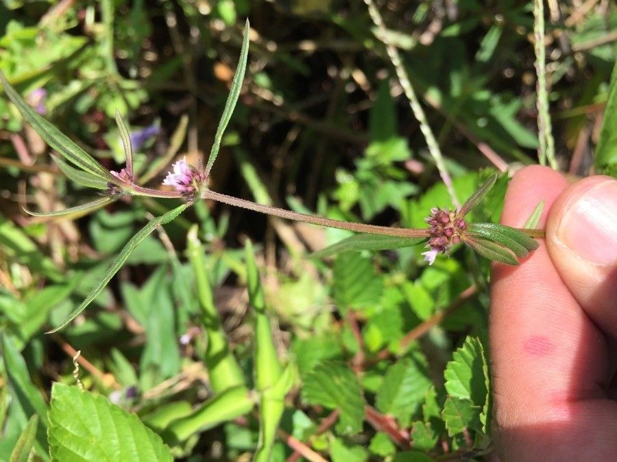 Spermacoce tenuior flower