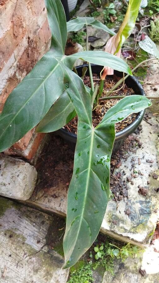 Philodendron mexicanum