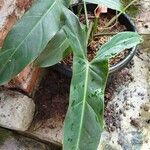 Philodendron mexicanum