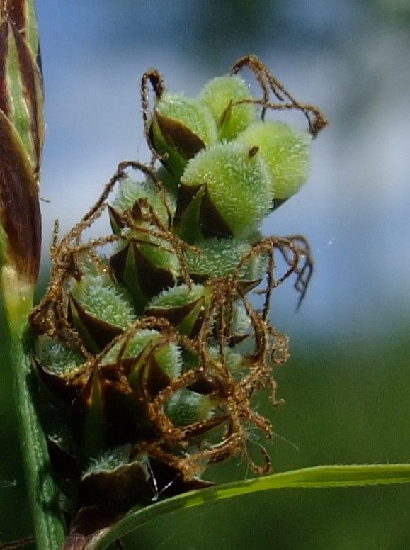 Carex lasiocarpa fruit