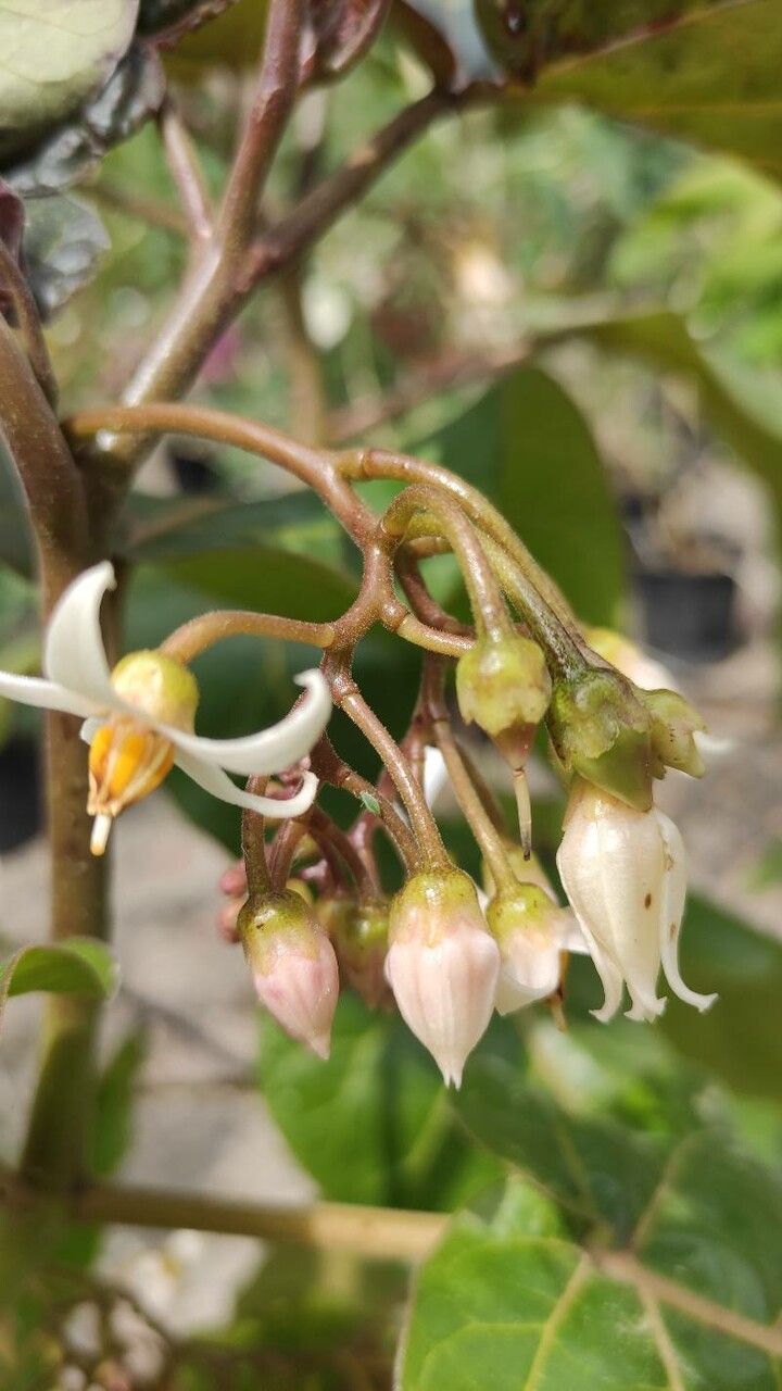Solanum betaceum flower