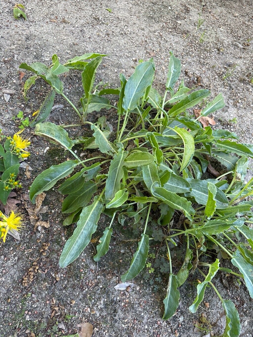 Rumex papillaris leaf