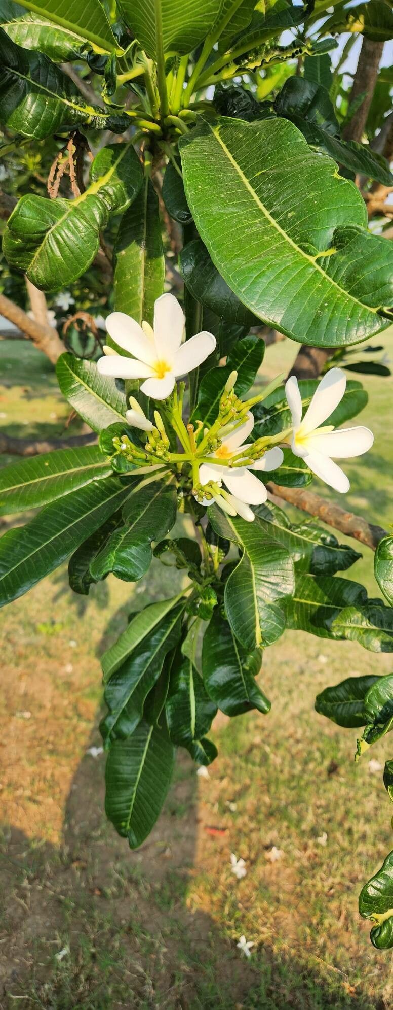 Plumeria magna flower