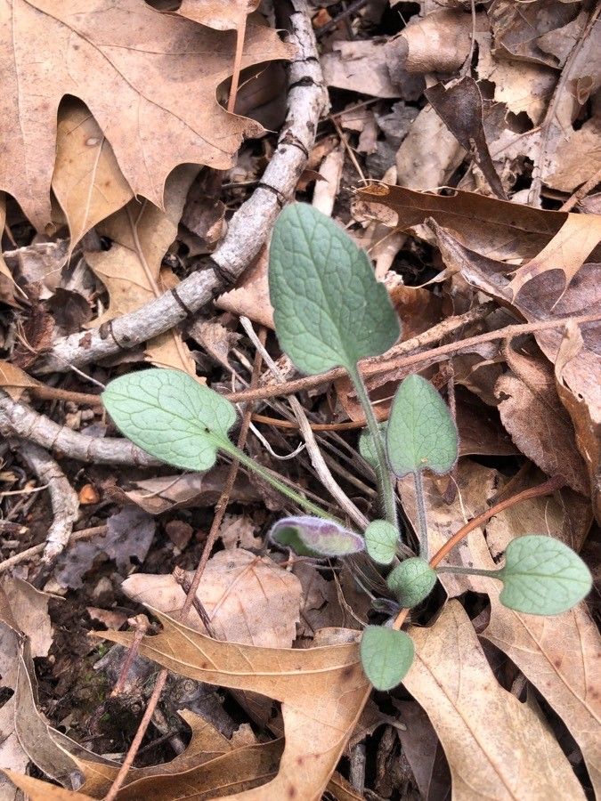 Hieracium sublacteum — houseplant care guide