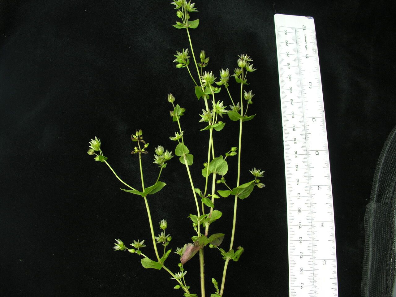 Swertia cordata habit