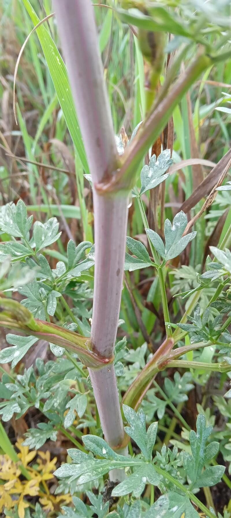 Peucedanum alsaticum bark