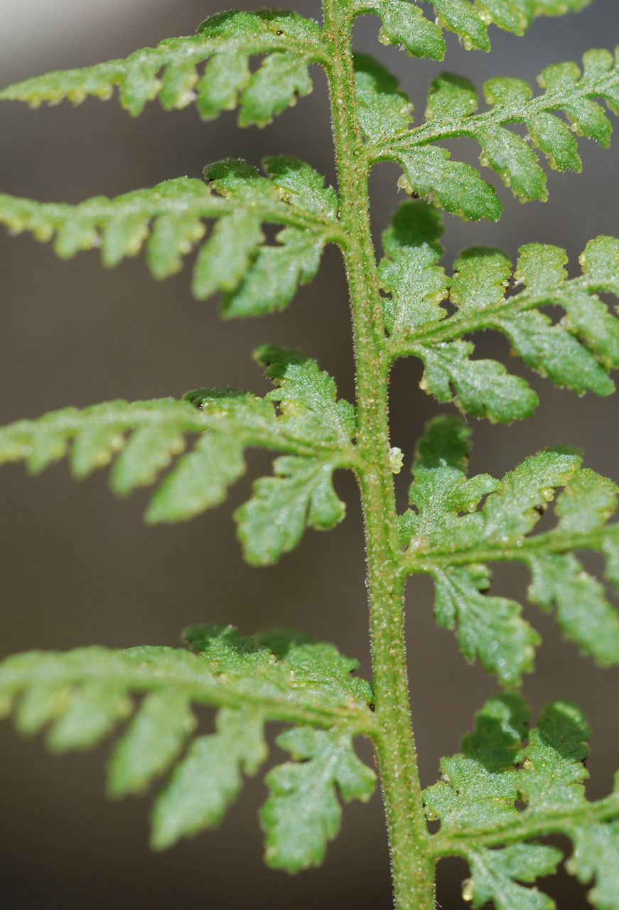 Cystopteris dickieana leaf