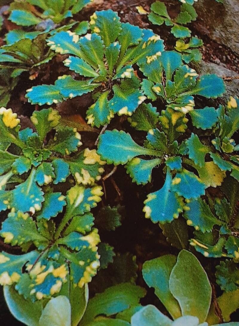 Saxifraga × urbium — search result for 'Saxifraga'