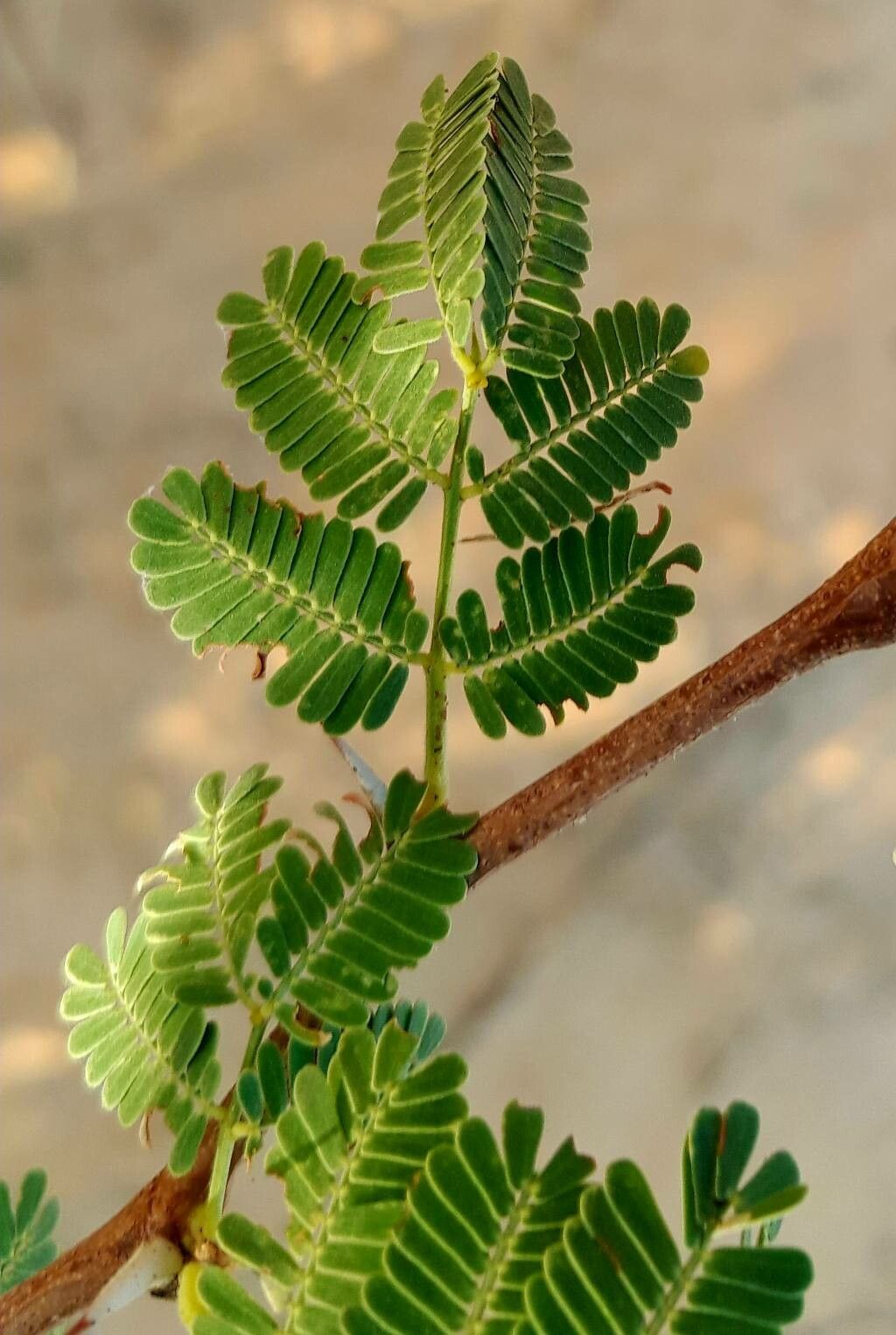 Vachellia flava — houseplant care guide