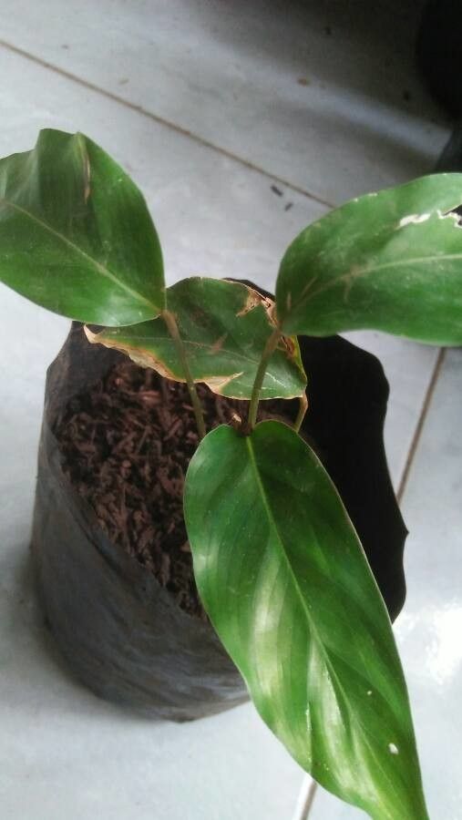 Calathea undulata flower