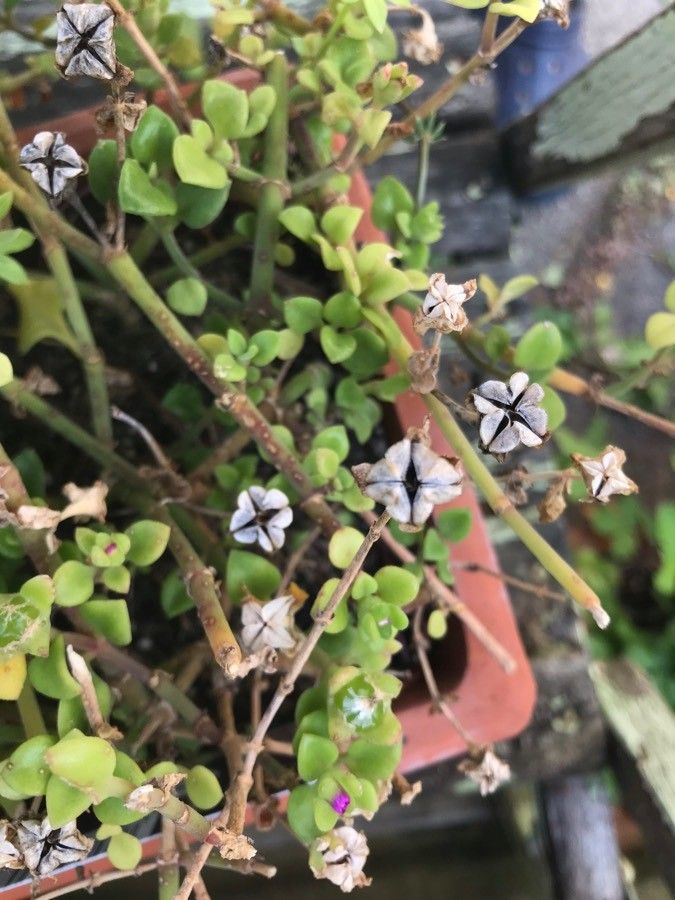 Dimorphotheca fruticosa fruit