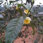 Camellia sinensis