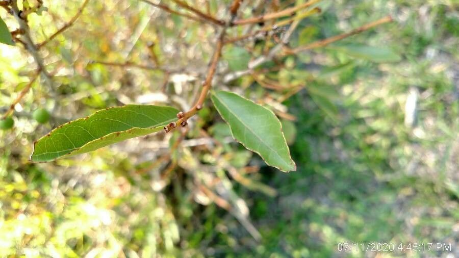 Campomanesia adamantium — houseplant care guide