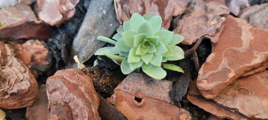 Sedum compressum — houseplant care guide