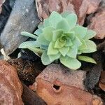 Sedum compressum