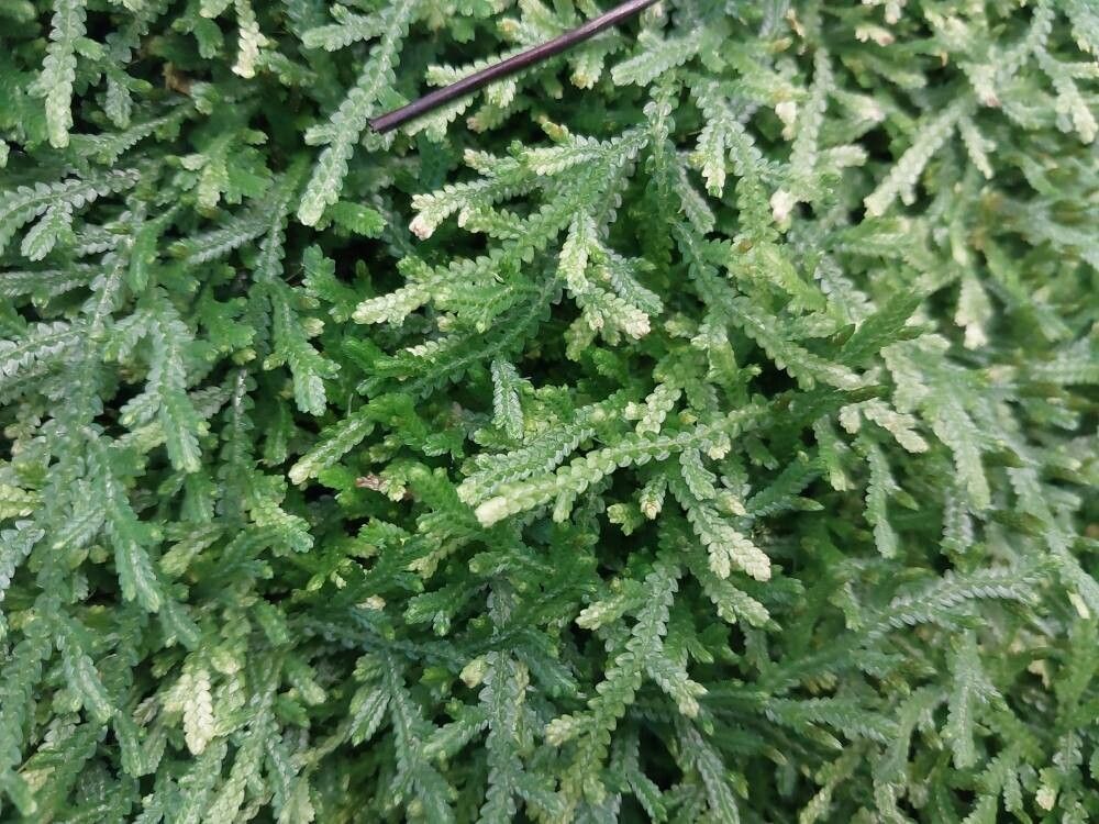 Selaginella stellata leaf
