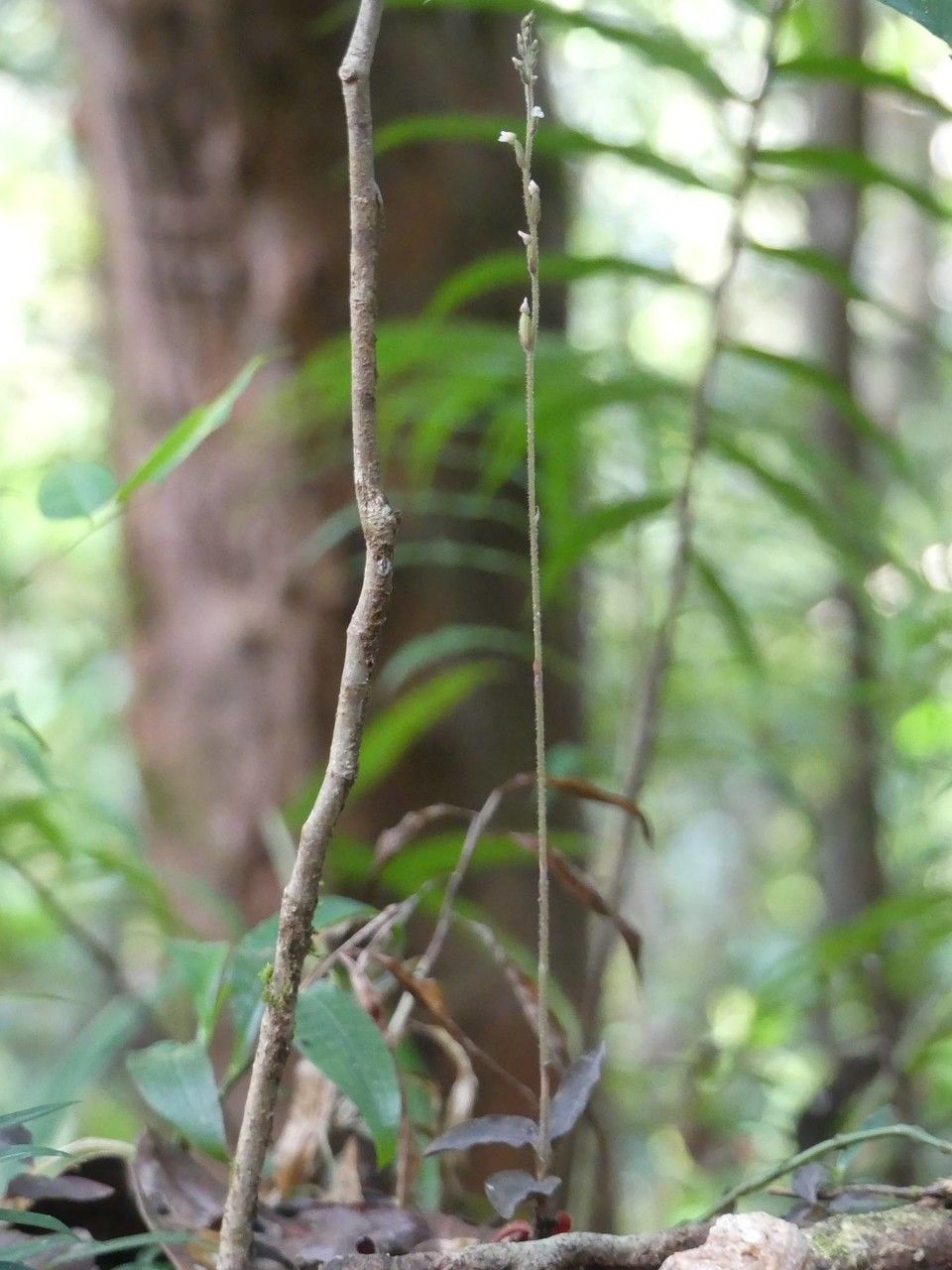 Zeuxine reginasilvae habit