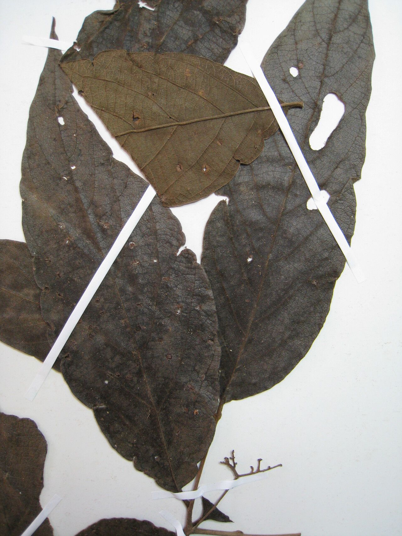 Cordia toqueve — houseplant care guide