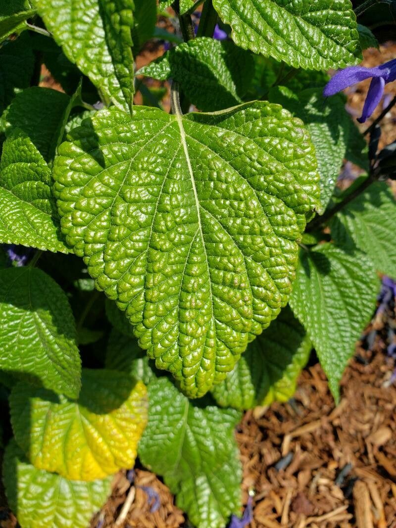Salvia tiliifolia leaf