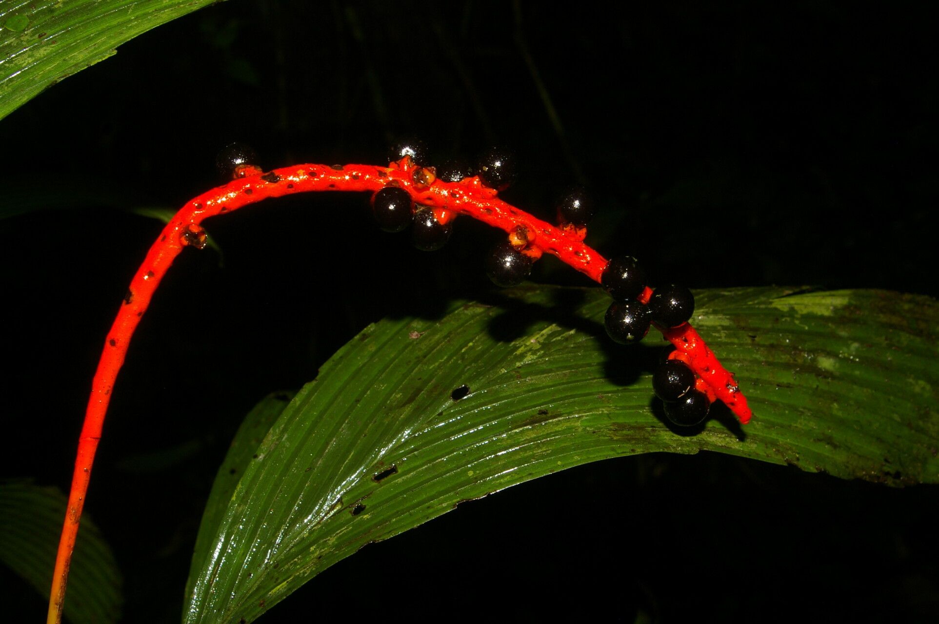 Chamaedorea pumila fruit
