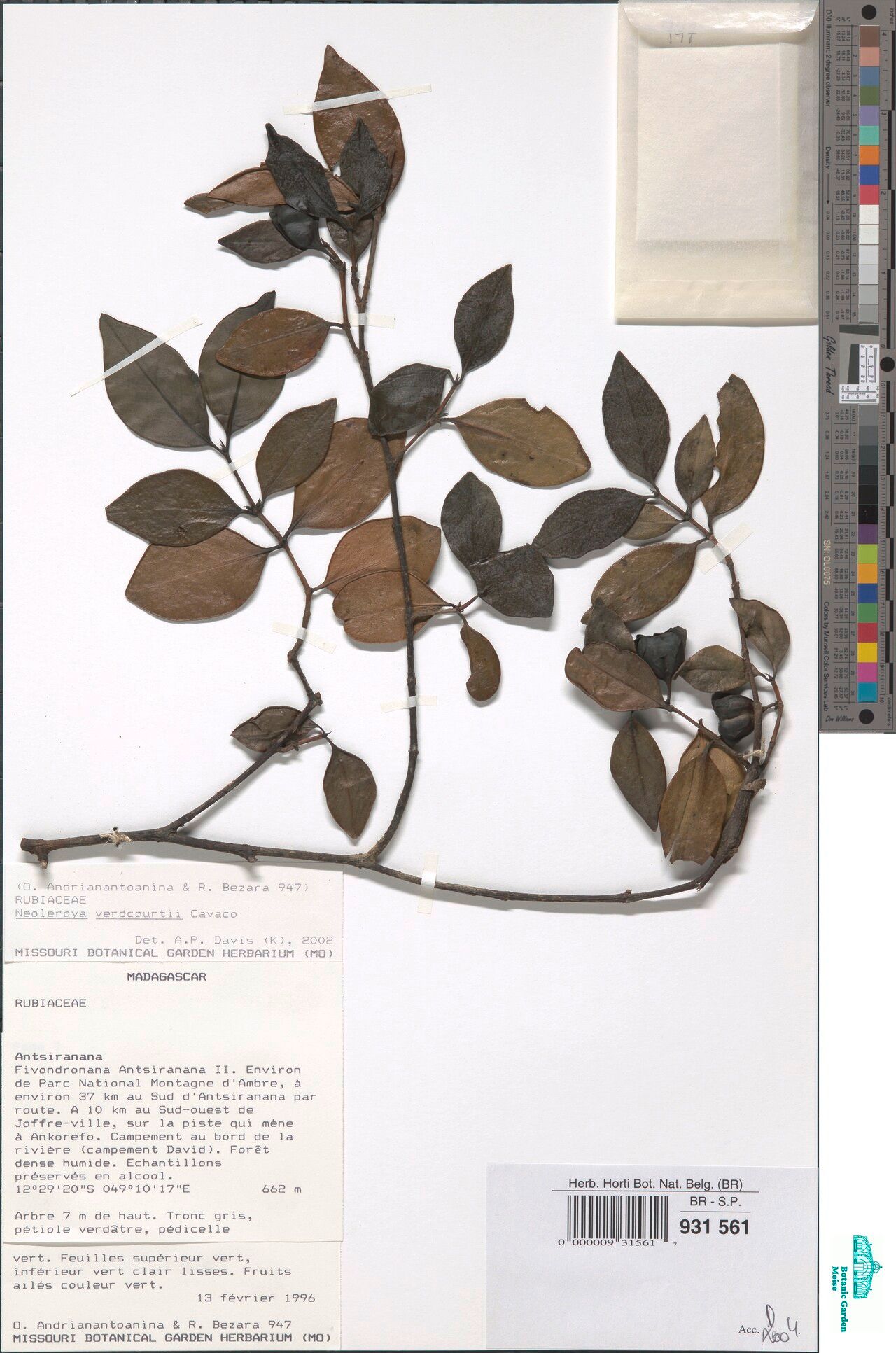 Pyrostria verdcourtii — houseplant care guide