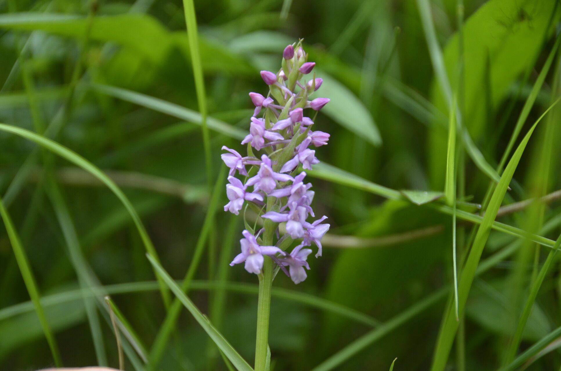 Gymnadenia borealis flower
