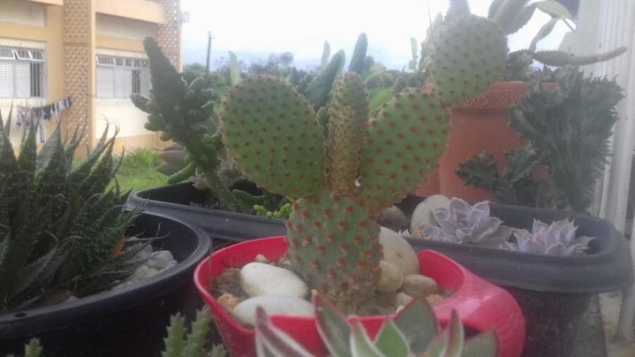 Opuntia basilaris bark