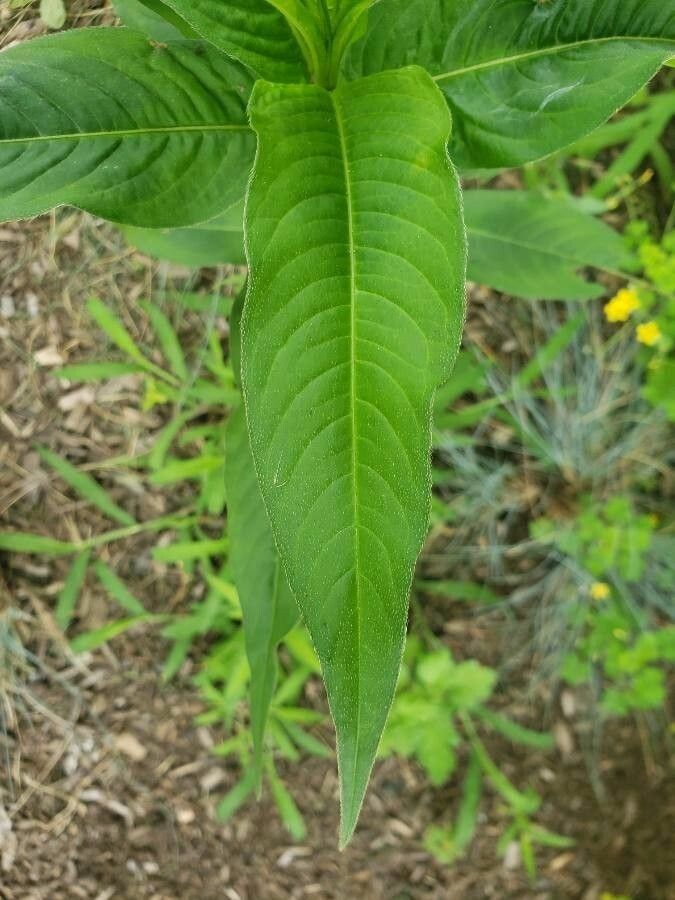 Polygonum lapathifolium leaf