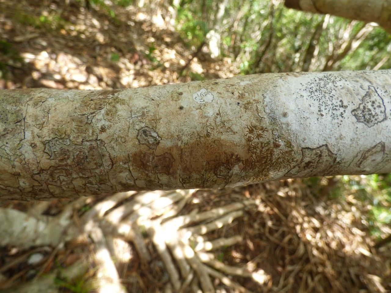 Pandanus purpurascens bark