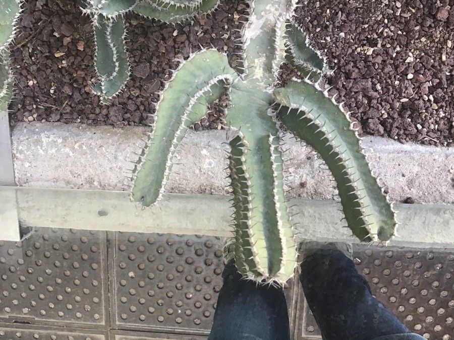 Euphorbia parciramulosa — houseplant care guide