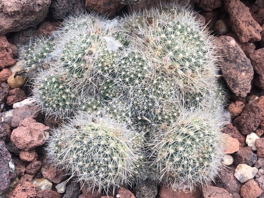 Rebutia deminuta habit