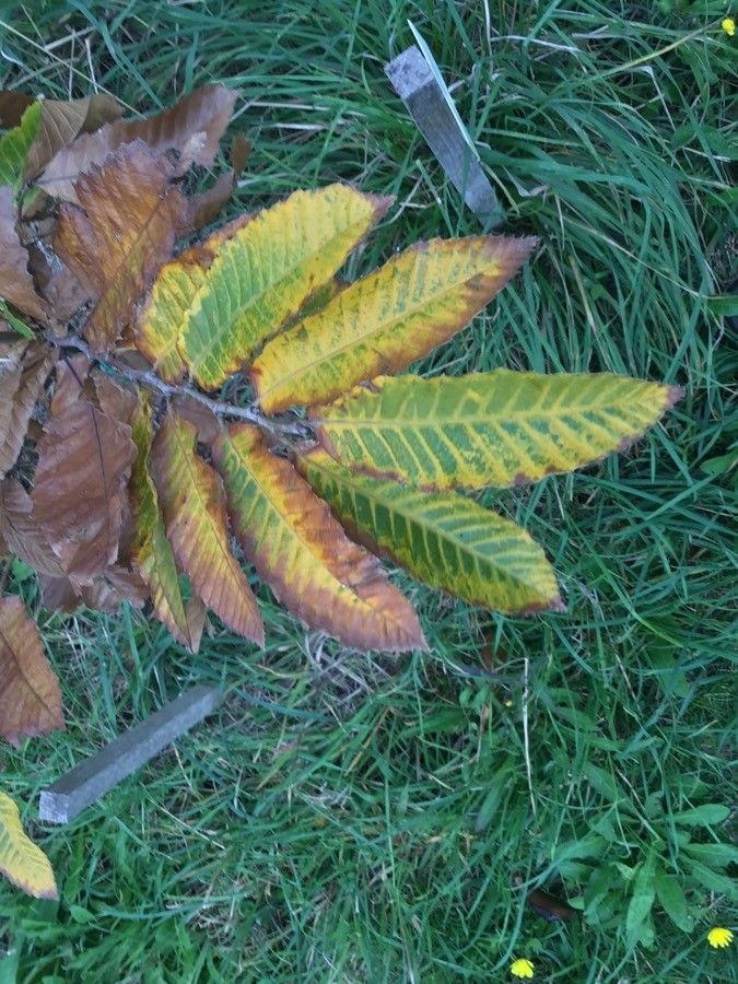 Castanea seguinii — search result for 'Castanea'