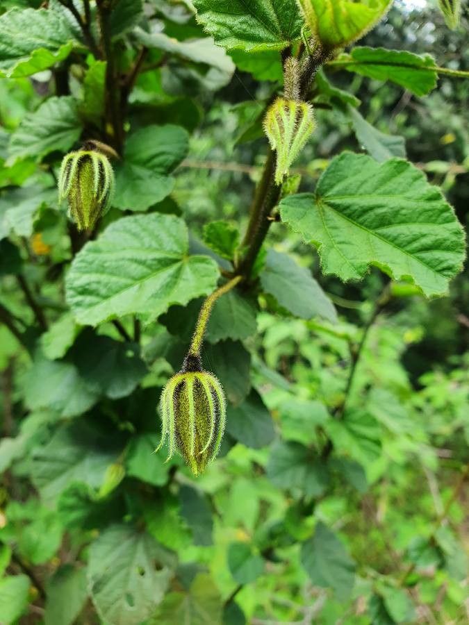 Hibiscus fuscus — search result for 'Hibiscus'